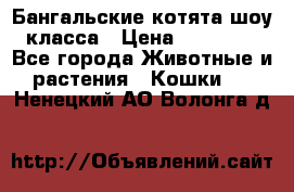 Бангальские котята шоу класса › Цена ­ 25 000 - Все города Животные и растения » Кошки   . Ненецкий АО,Волонга д.